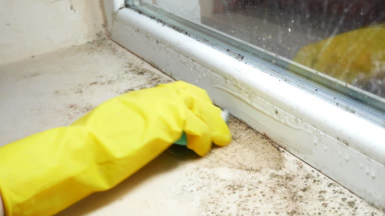 Trusted Paxtang, PA Mold Removal Experts